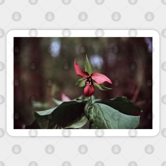 Trillium 35mm Photograph Sticker by ztrnorge